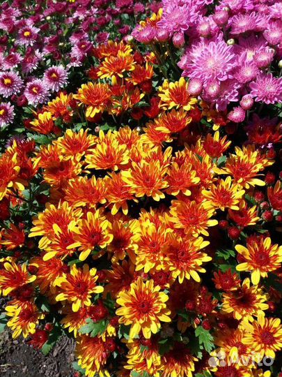 Хризантема мультифлора