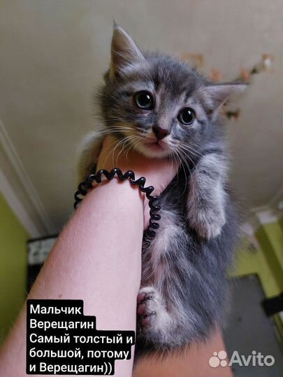 Котята в добрые руки