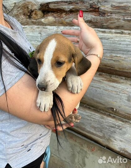 Щенки русской пегой гончей