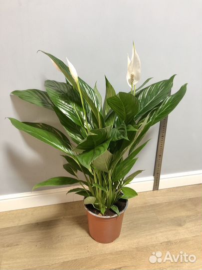 Спатифиллум