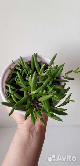 Крестовник Пурпл Флеш