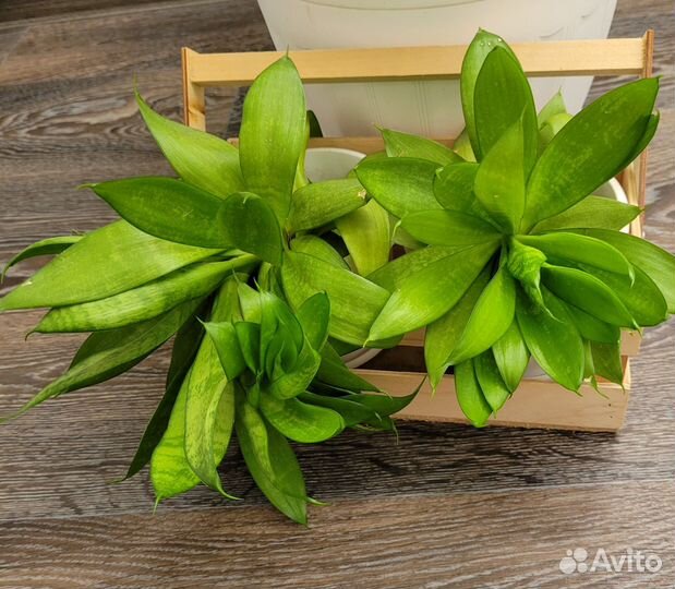 Сансевиерия в 2 небольших кашпо