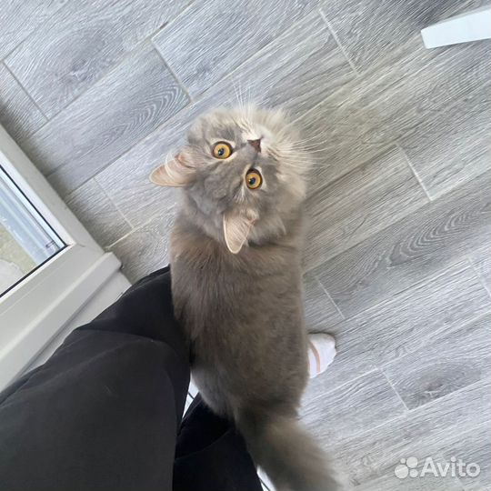 Кот в добрые руки