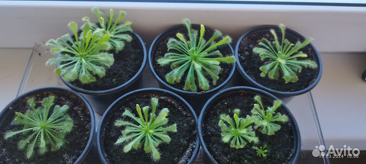 Росянка (спатулата,алисия,снидери,венуста,капская)