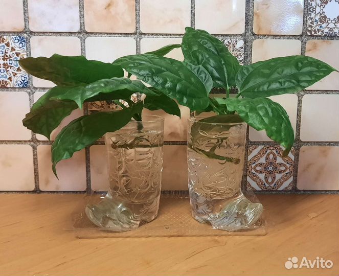 Клеродендрум Томпсона