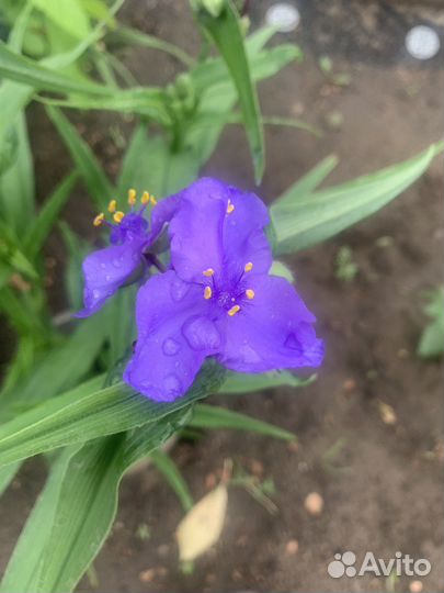 Тимьян Традесканция