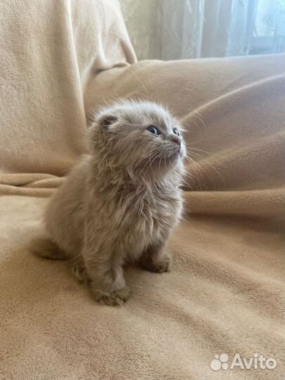 Котенок вислоухий