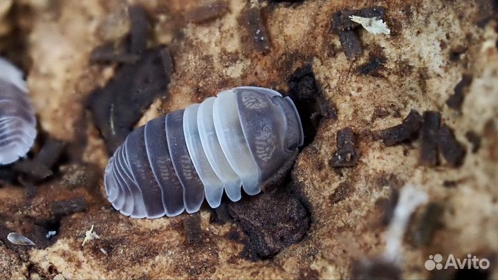 Cubaris sp. Panda King