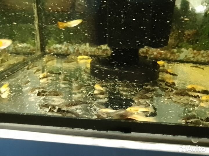 Аквариум,с рыбками