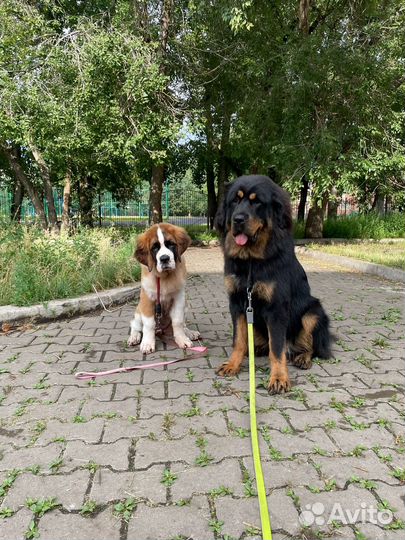 Дрессировка собак