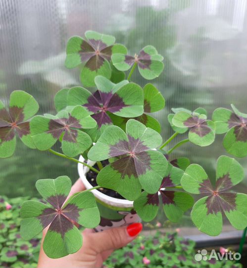 Кислица оксалис