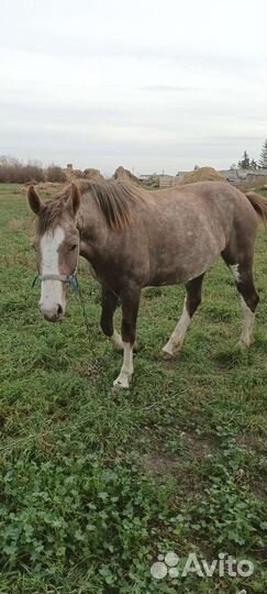 Продажа обмен кобыла