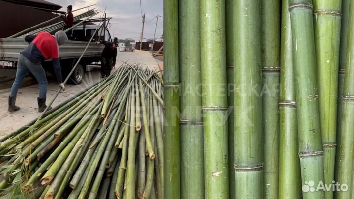 Бамбук, ствол бамбука