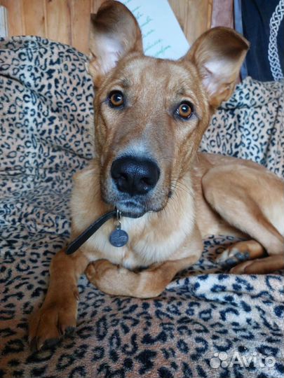 Хороший пёс без дома