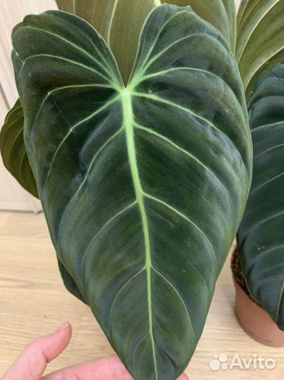 Филодендрон меланохризум