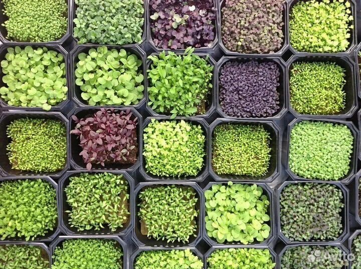 Микрозелень микрозелень_м25 - купить по выгодным ценам в интернет-магазине OZON 