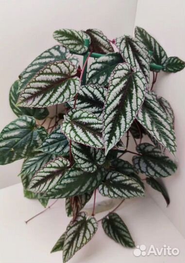 Комнатные растения цветы