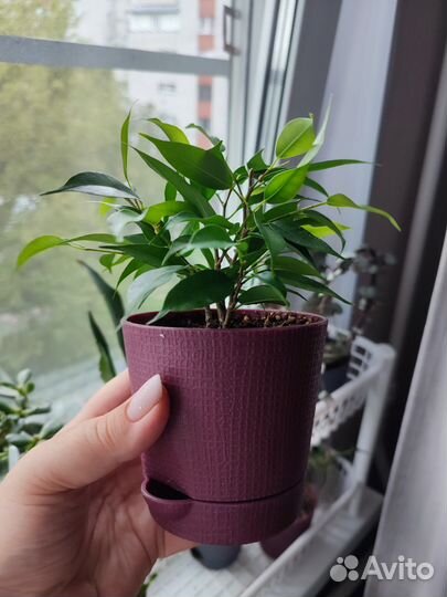 Фикус бенджамина наташа