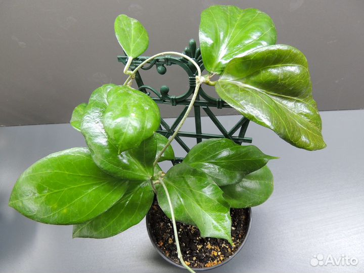 Хойи сортовые 1