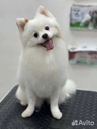 Малый немецкий шпиц вязка