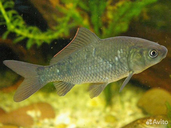 Карась живой