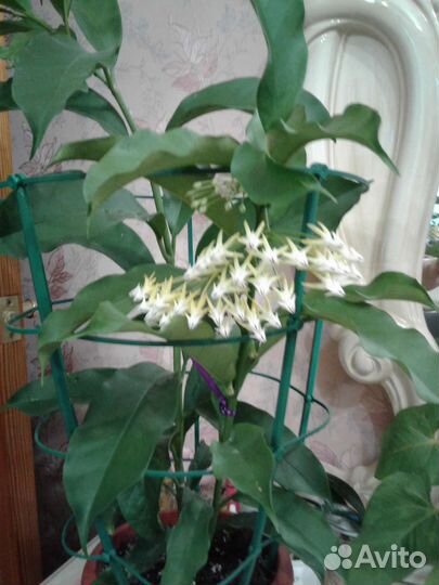 Хойя мультифлора