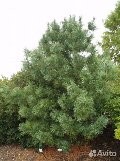 Корейский кедр (Pinus koraiensis)
