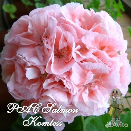 Пеларгония герань сортовая розебудная