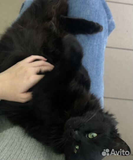 Няня для кошки