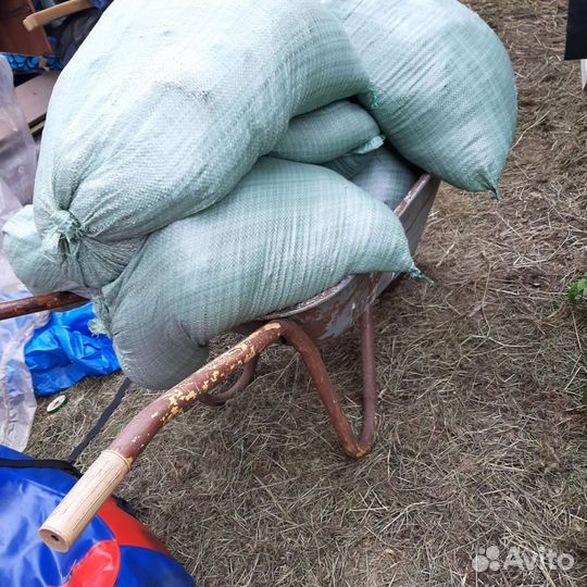 Роза кустовая английская Толстовка посадки и др