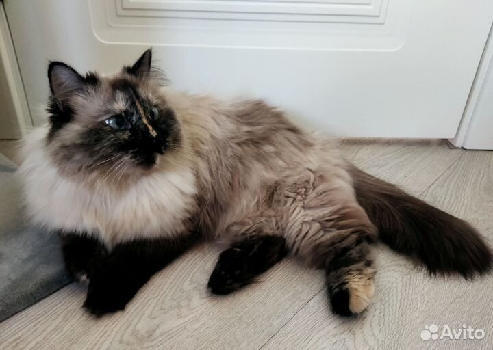 Норе очень нужен дом