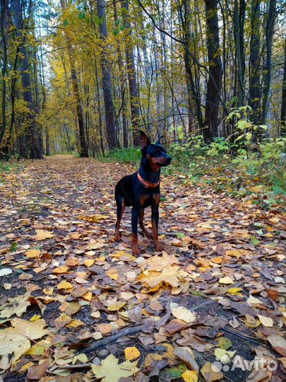 Вязка цвергпинчер