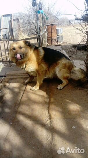 Собака немецкая овчарка