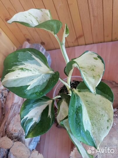 Сциндапсус марбл эппл