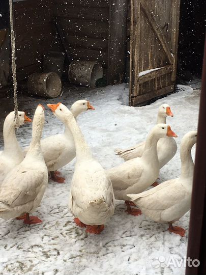 Инкубационное гусиное яйцо