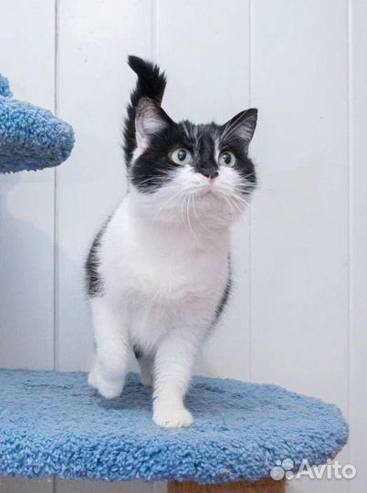 Кошка черно-белая в дар в добрые руки отдаю