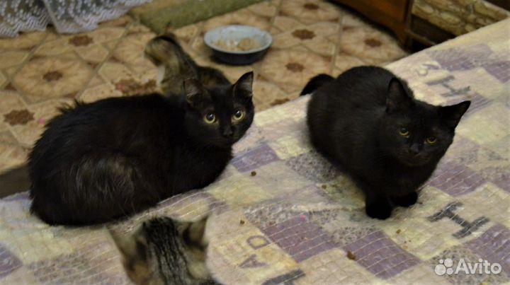 Отдам черных котят подростков. Стерильные