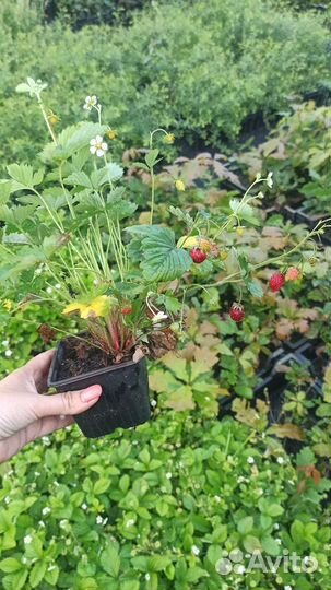 Земляника садовая