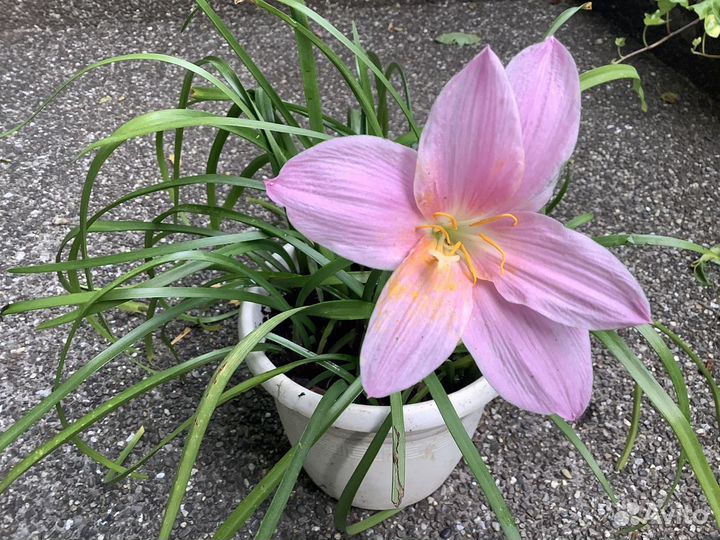 Зефирантес розовый крупноцветковый