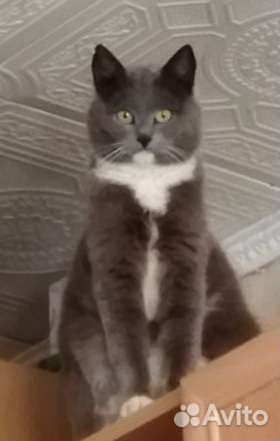 Кошечка Лора