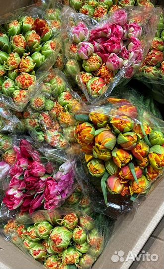 Тюльпаны на 8 марта