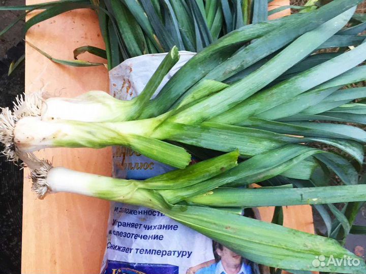 Лук порей