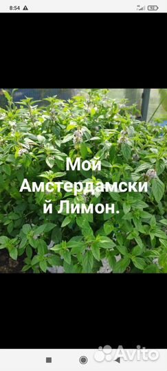 Амстердамский Лимон