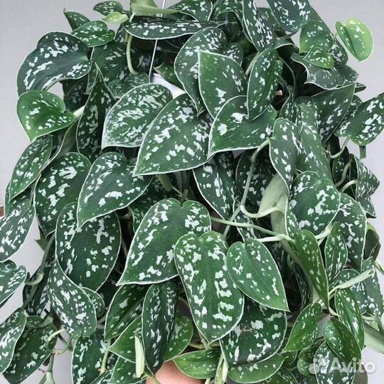 Сциндапсусы - эпипремнумы