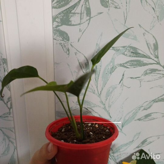 Антуриум карма фиолетовый