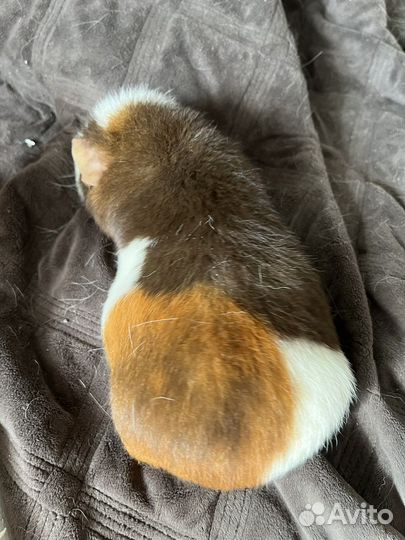 Морские свинки американский тедди + комплектация