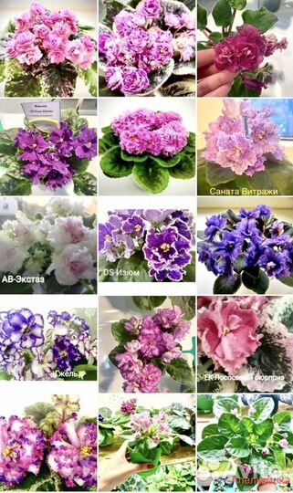 Фиалки почтой, черенки