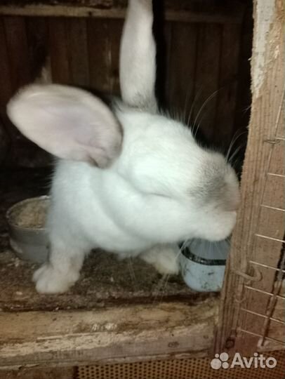 Кролики мясных пород