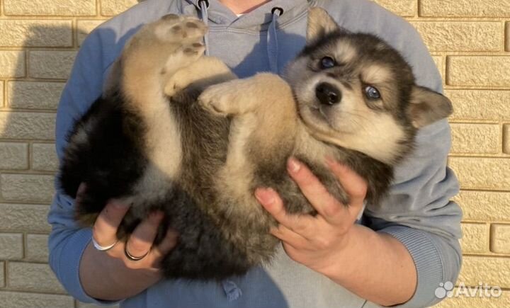 Собака в добрые руки отдам бесплатно