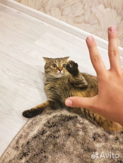 Кошка в добрые руки
